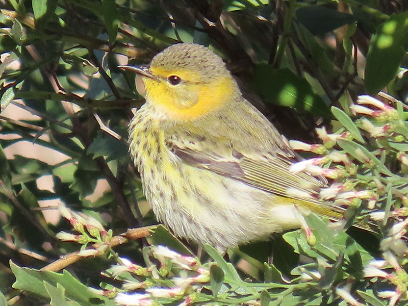 Cape May Warbler - ML643602295
