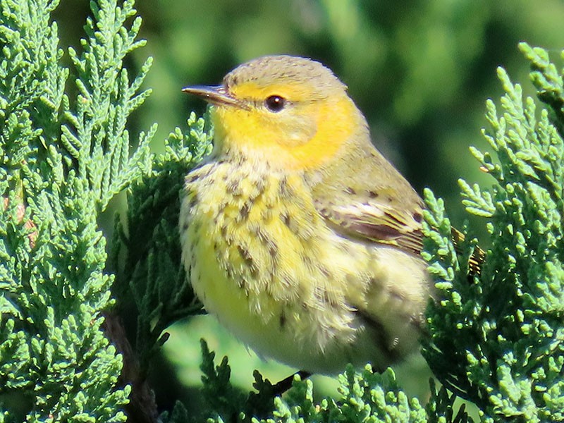 Cape May Warbler - ML643602296