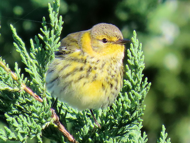 Cape May Warbler - ML643602297