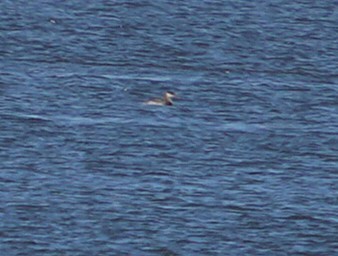Red-necked Grebe - ML643602311