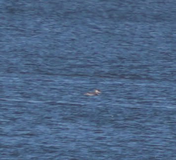 Red-necked Grebe - ML643602312