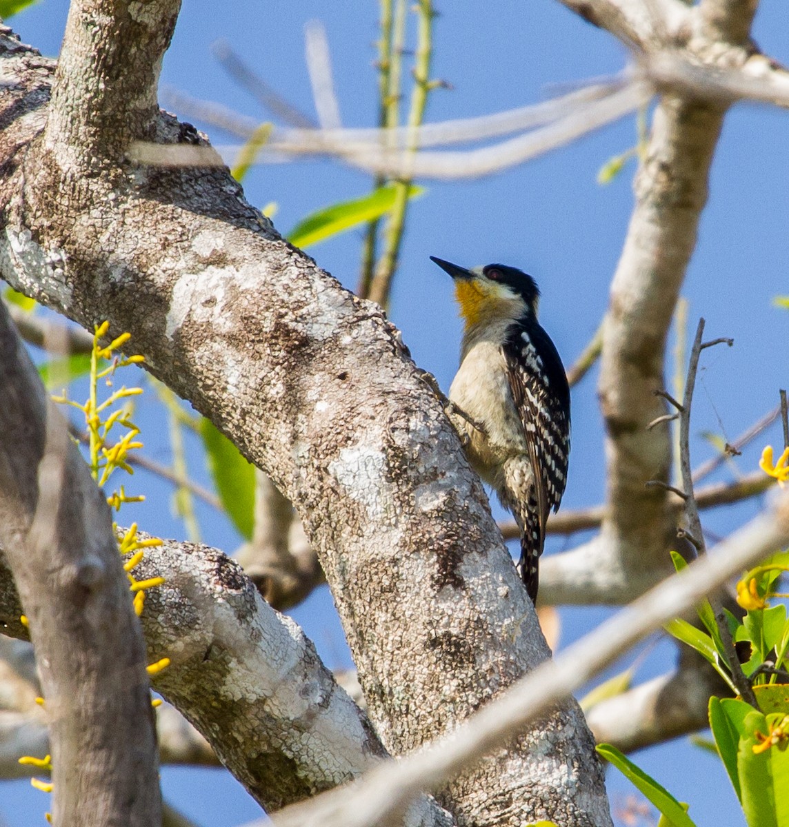 White-fronted Woodpecker - ML643602313