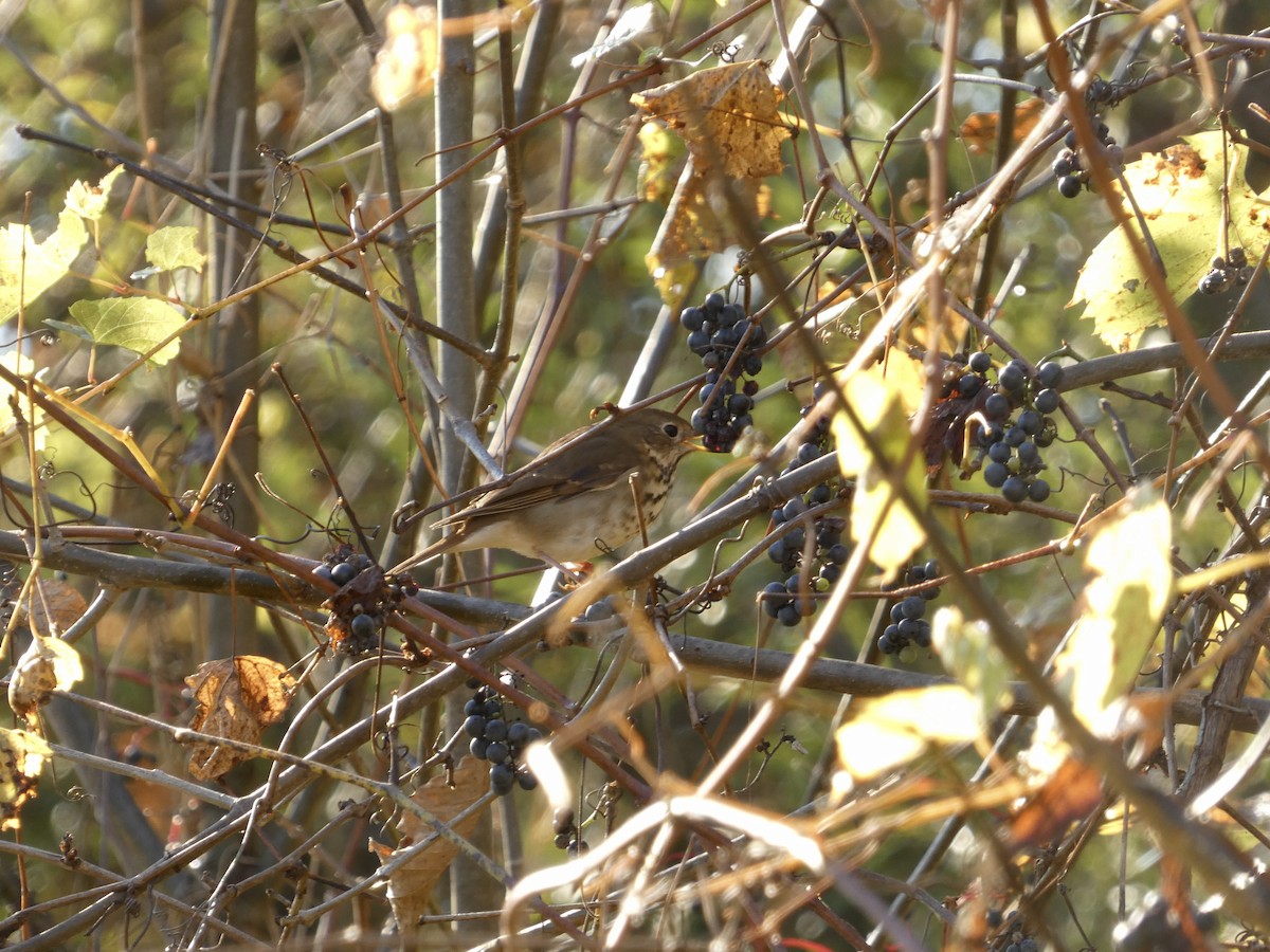 Hermit Thrush - ML643602352