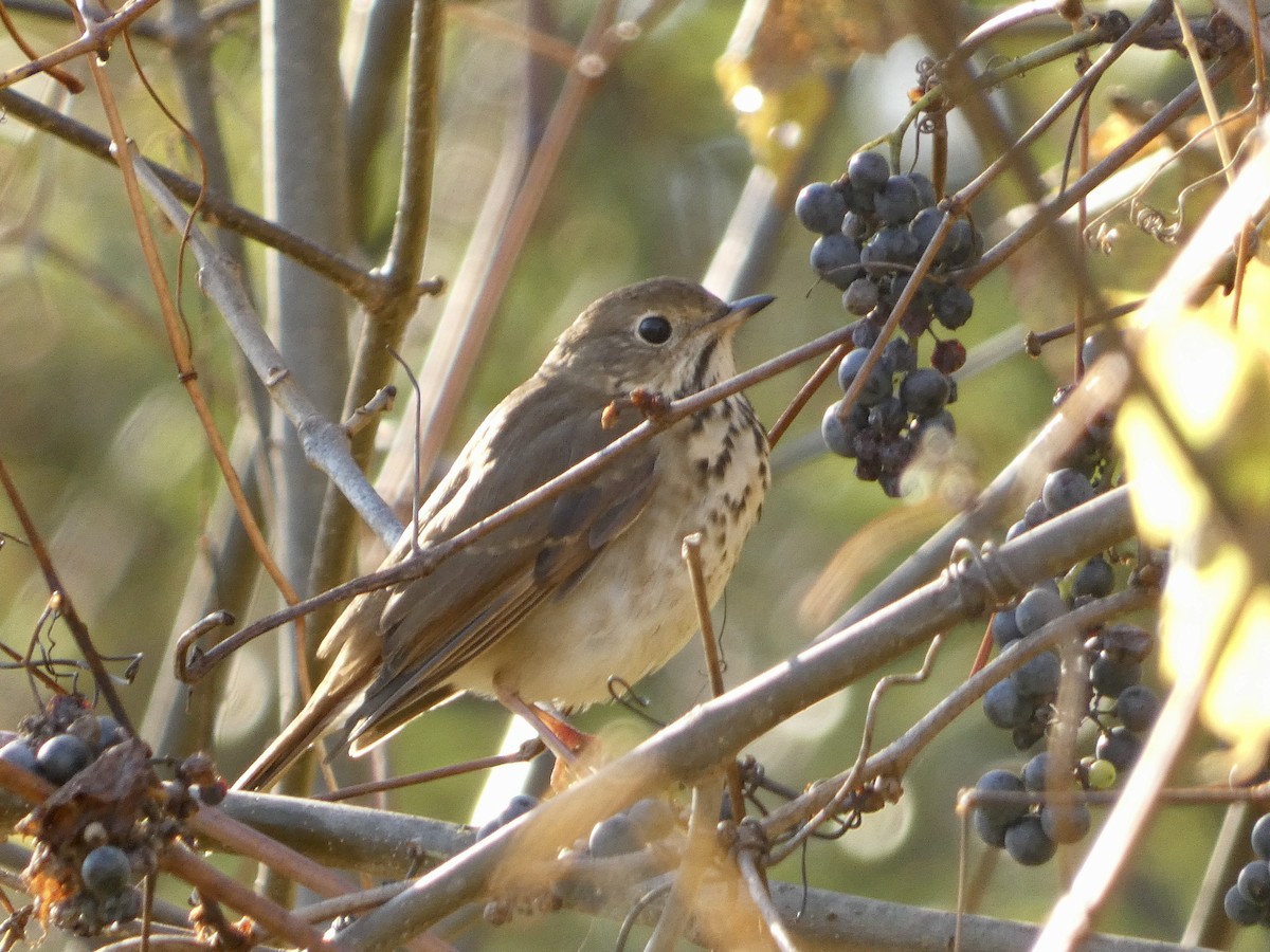 Hermit Thrush - ML643602353