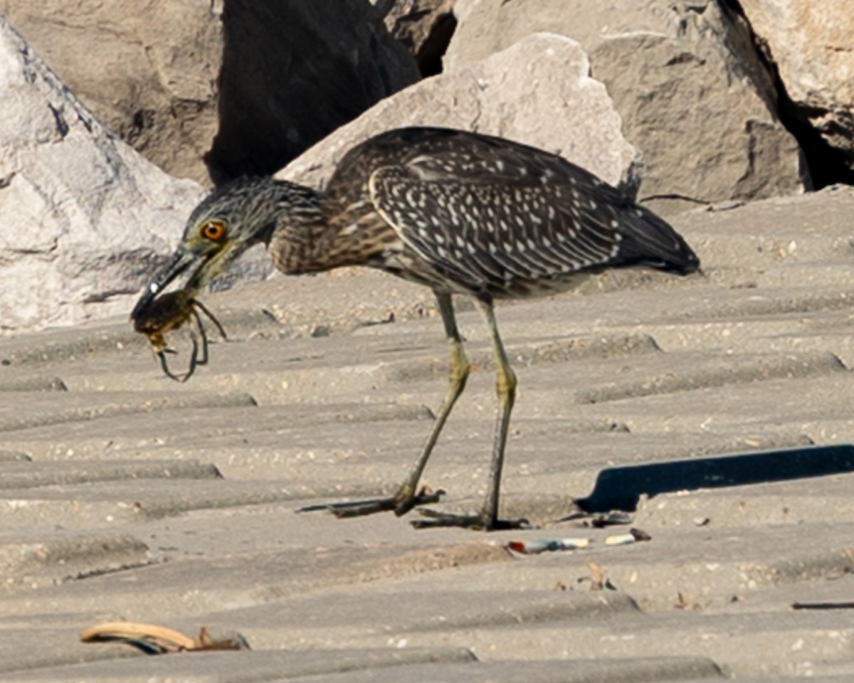 Yellow-crowned Night Heron - ML643602358