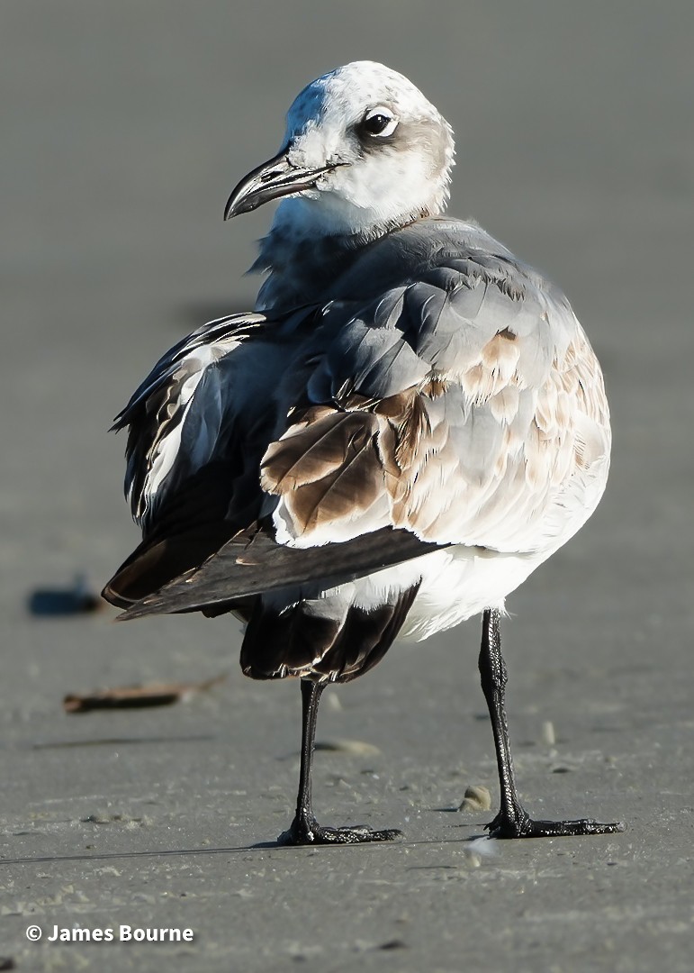 Laughing Gull - ML643602360