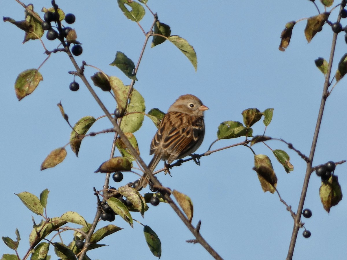 Field Sparrow - ML643602363