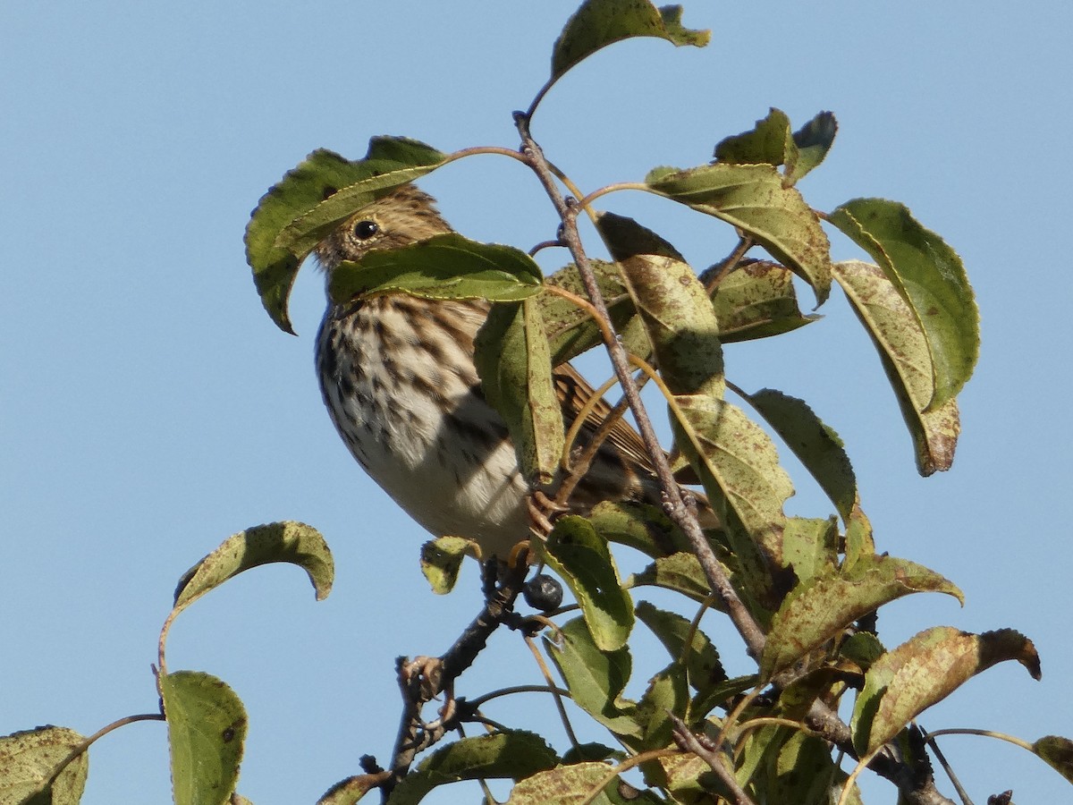 稀樹草鵐 - ML643602365