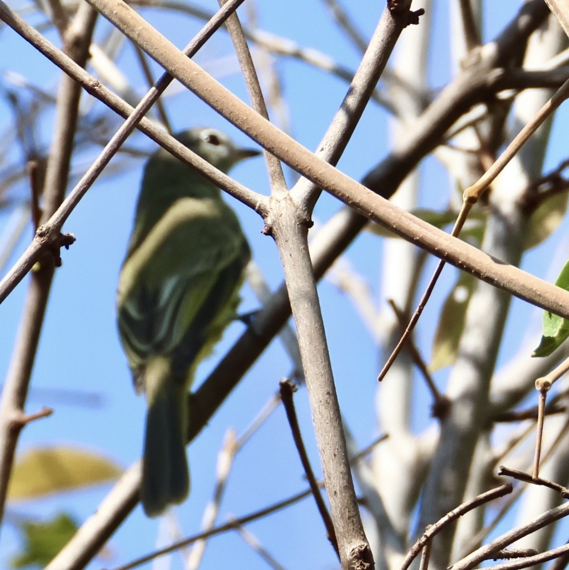Greenish Elaenia - ML643602368