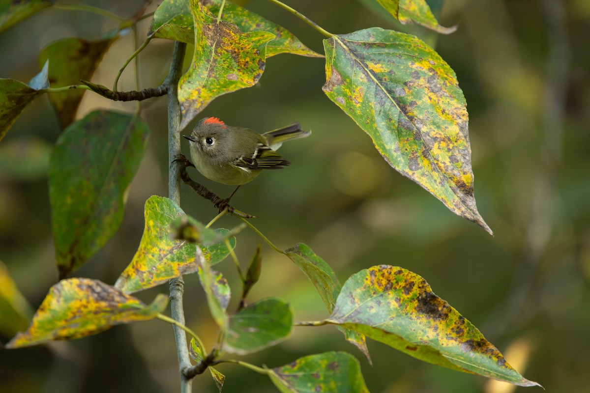 Ruby-crowned Kinglet - ML643602369