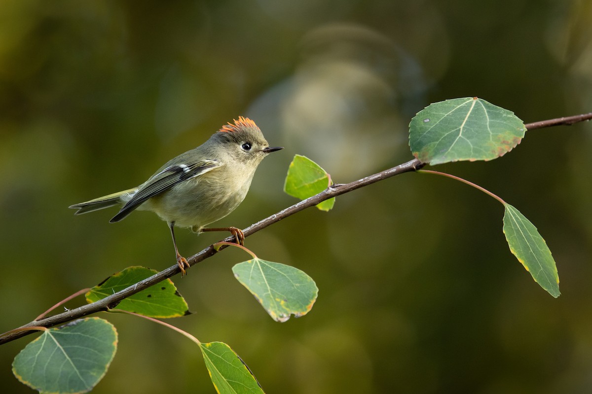 Ruby-crowned Kinglet - ML643602377