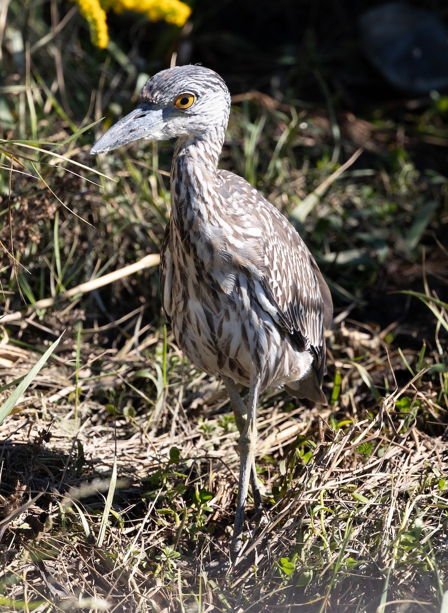 Yellow-crowned Night Heron - ML643602378