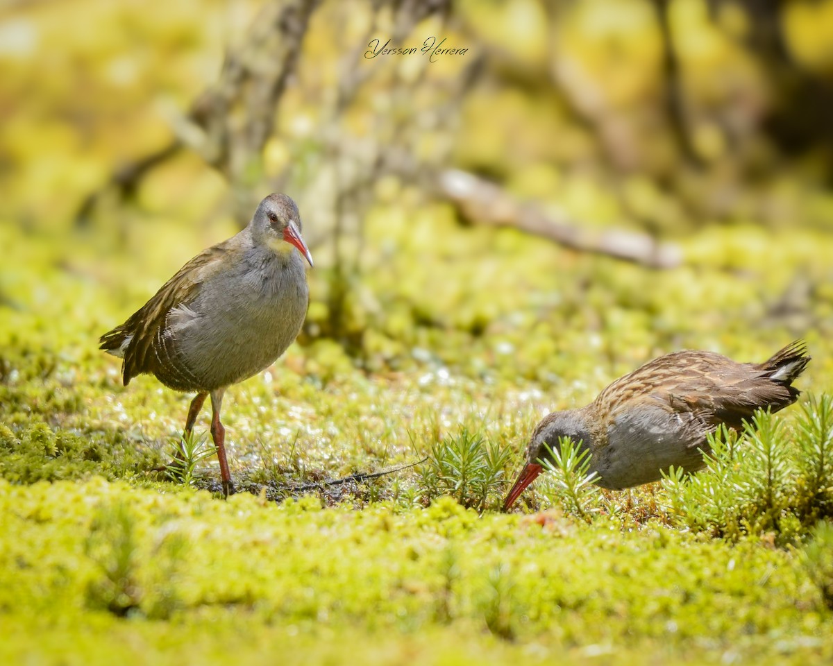 Bogota Rail - ML643602383