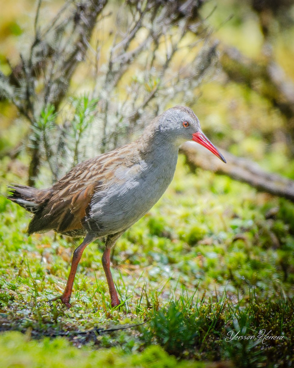 Bogota Rail - ML643602385
