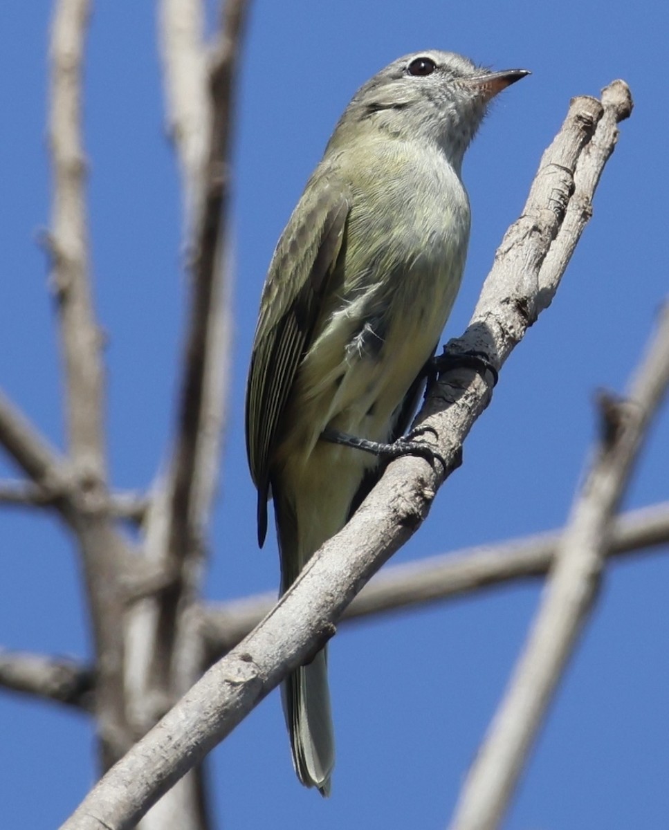 Greenish Elaenia - ML643602411