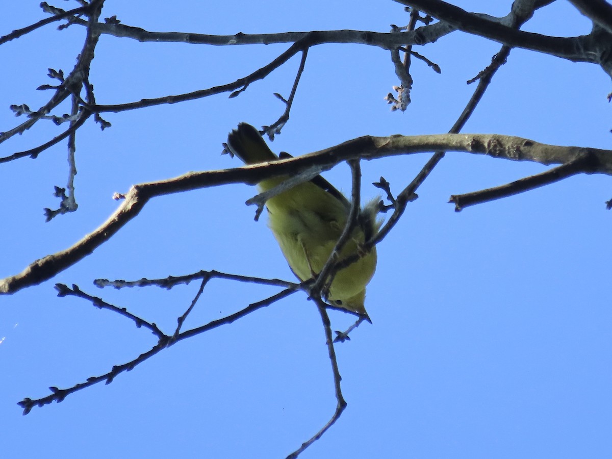 Yellow Warbler (Northern) - ML643602413