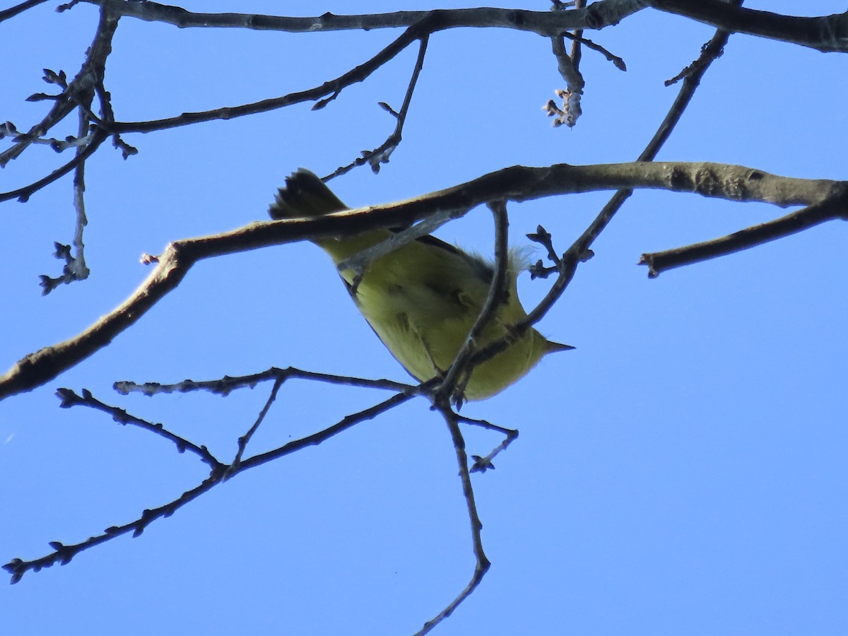Yellow Warbler (Northern) - ML643602414