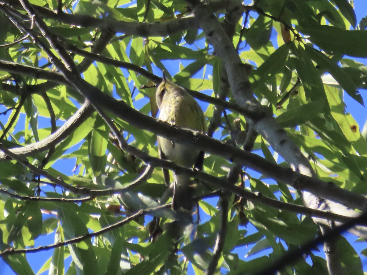 Cape May Warbler - ML643602416