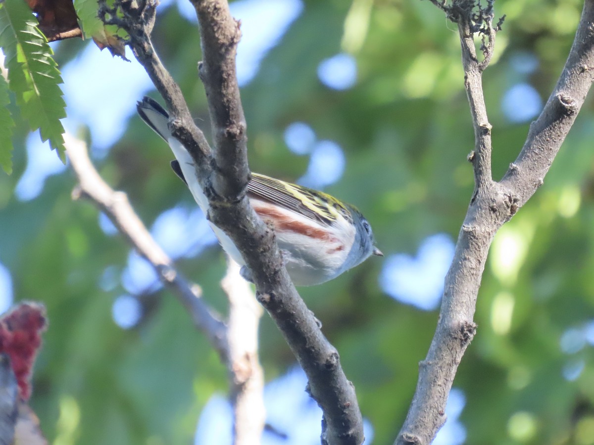 Chestnut-sided Warbler - ML643602424