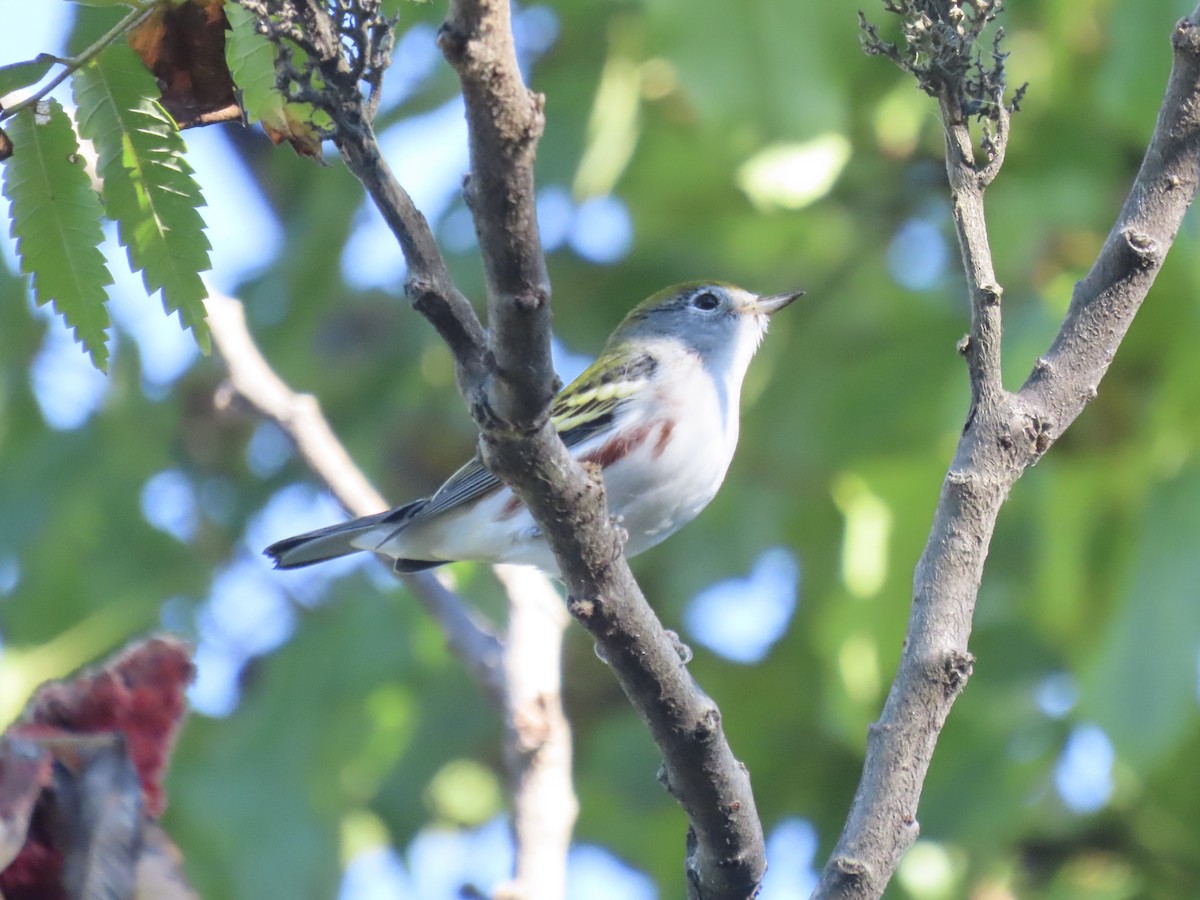 Chestnut-sided Warbler - ML643602425