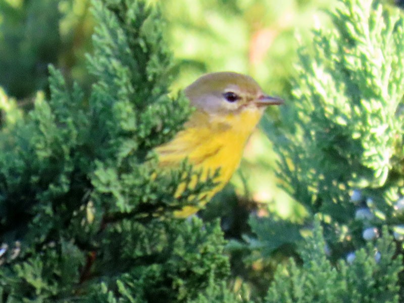 Prairie Warbler - ML643602426