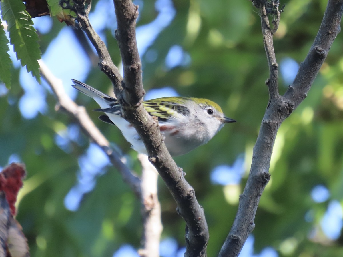 Chestnut-sided Warbler - ML643602427