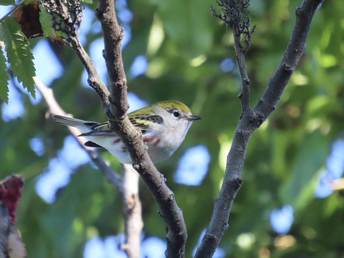 Chestnut-sided Warbler - ML643602428