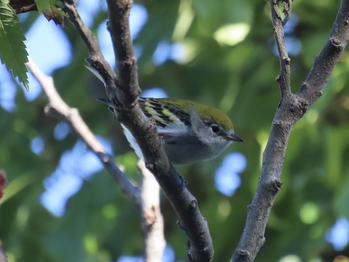 Chestnut-sided Warbler - ML643602430