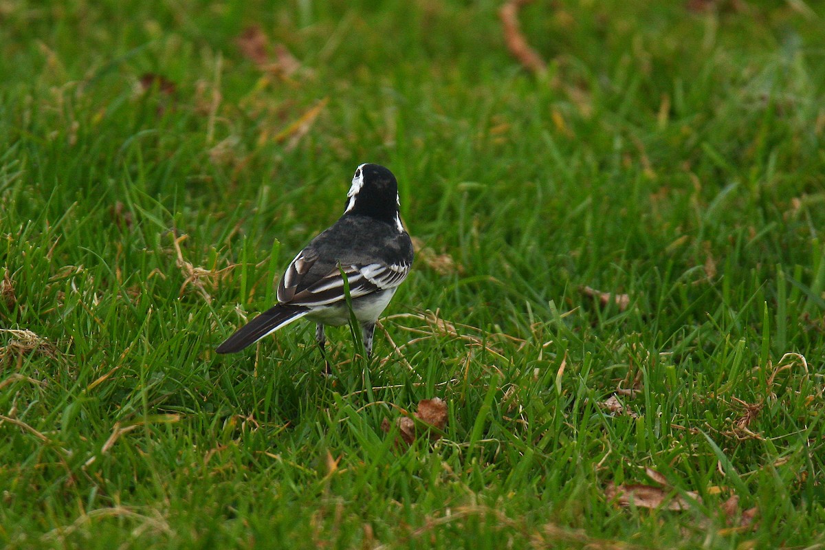 White Wagtail (British) - ML643602433