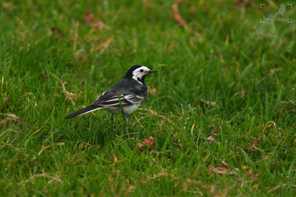 White Wagtail (British) - ML643602434