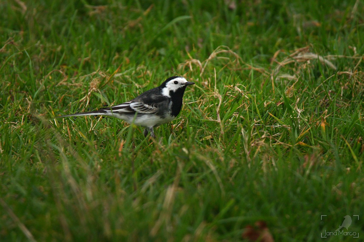 White Wagtail (British) - ML643602437