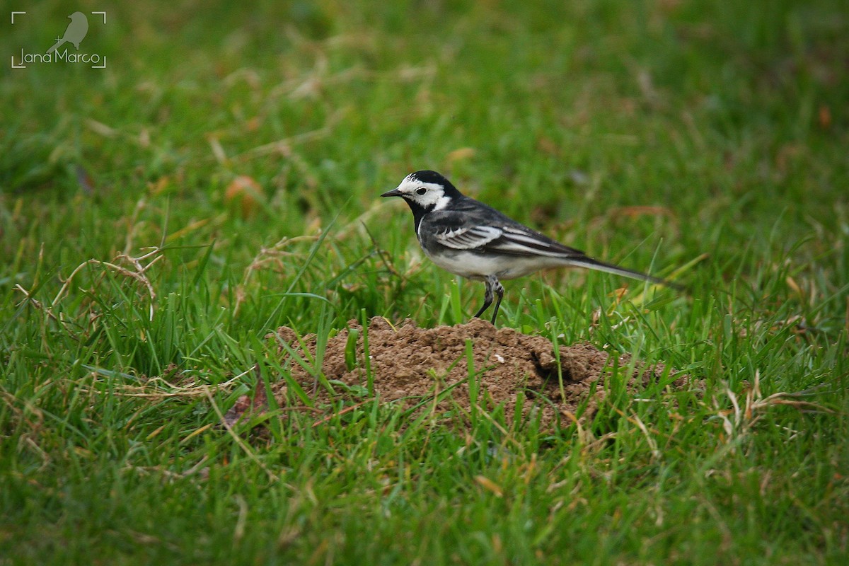 White Wagtail (British) - ML643602439