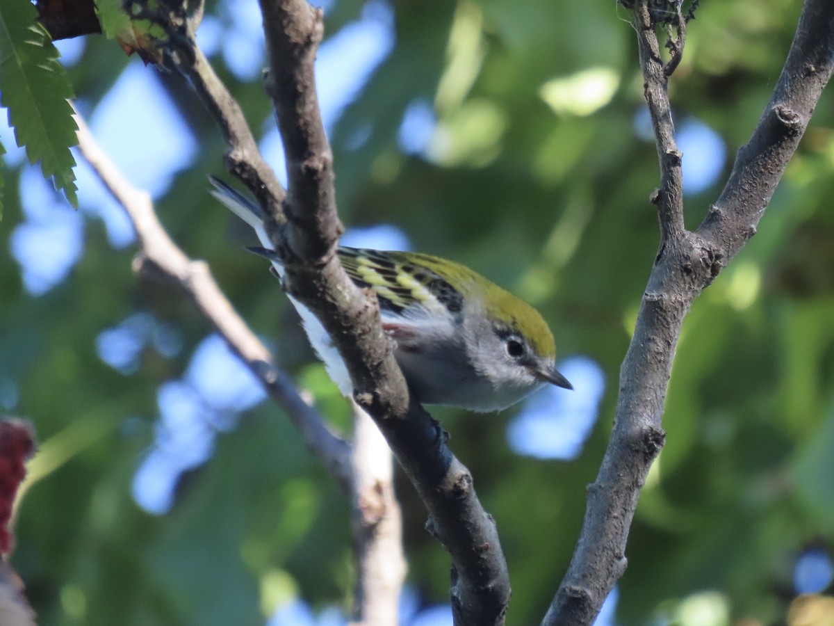 Chestnut-sided Warbler - ML643602440