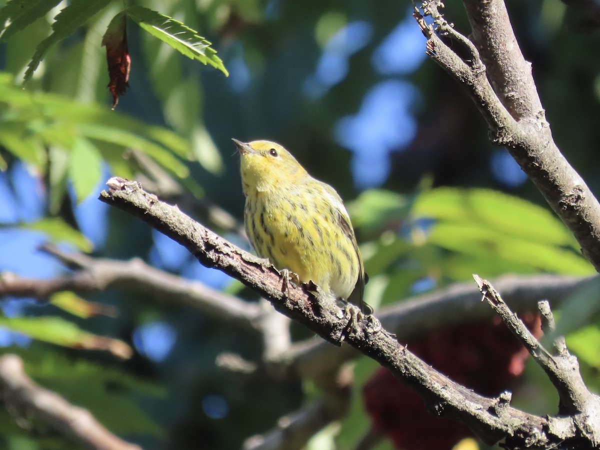 Cape May Warbler - ML643602441