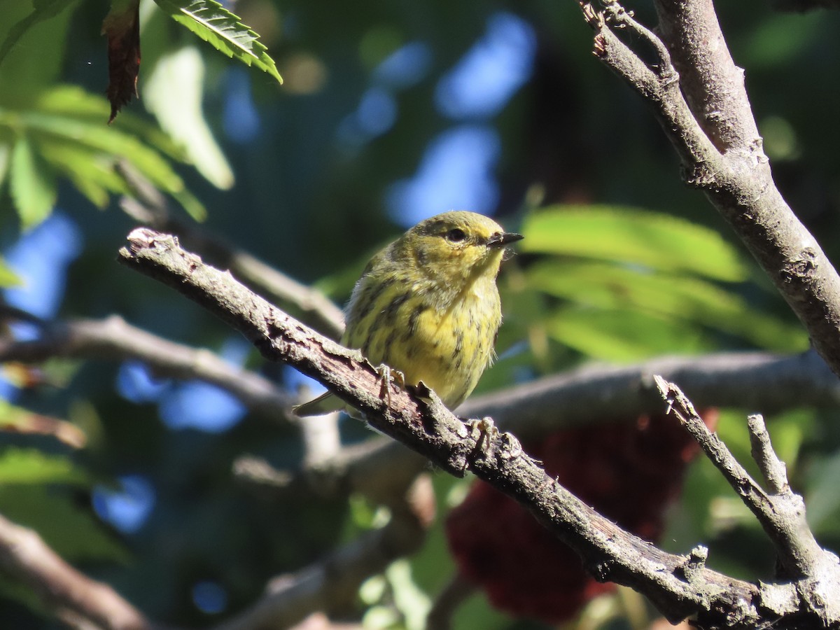 Cape May Warbler - ML643602443