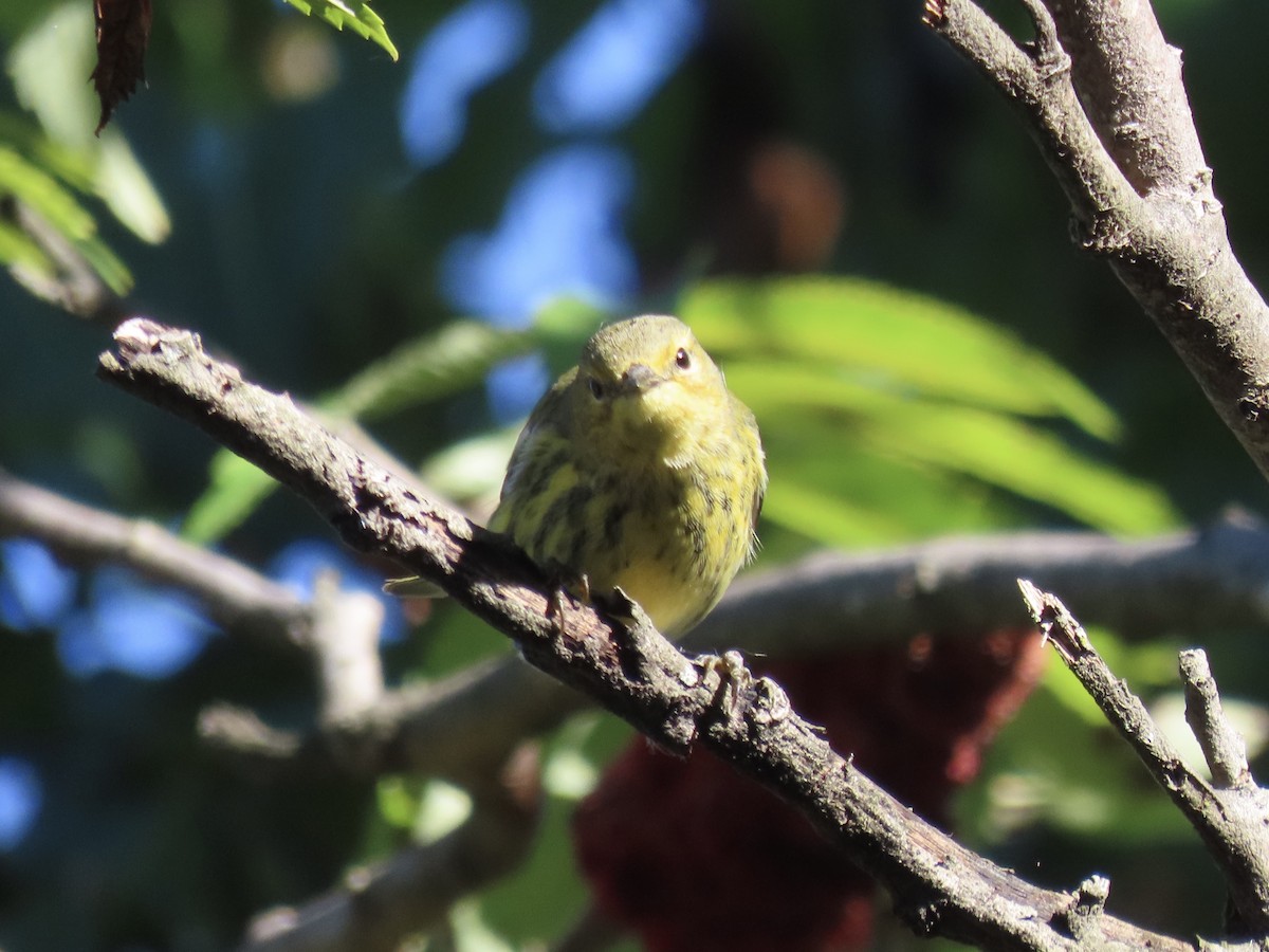 Cape May Warbler - ML643602451