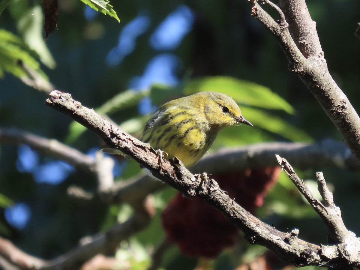 Cape May Warbler - ML643602452