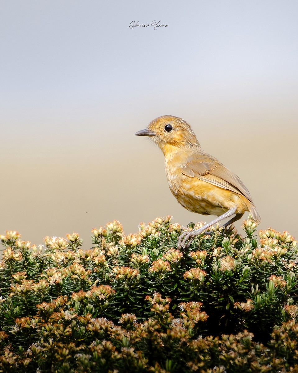 Boyaca Antpitta - ML643602453