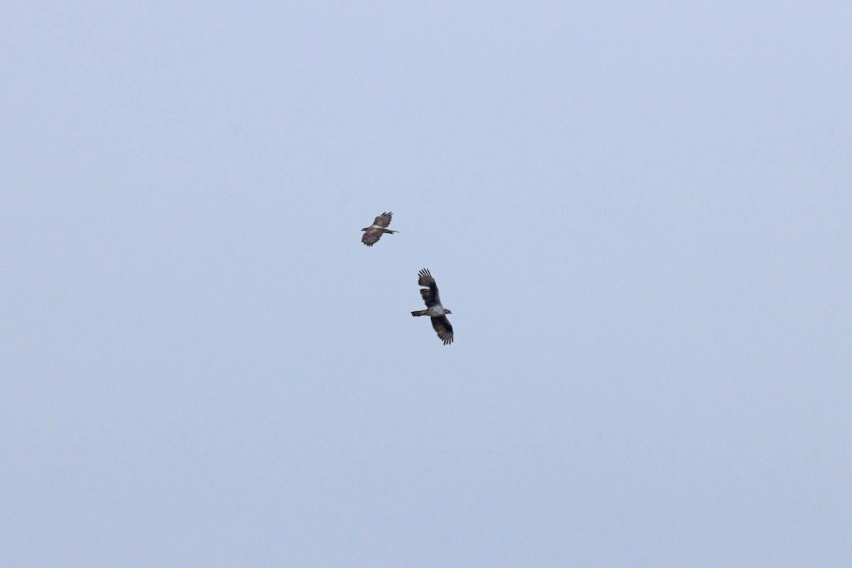 orel jestřábí - ML643602454