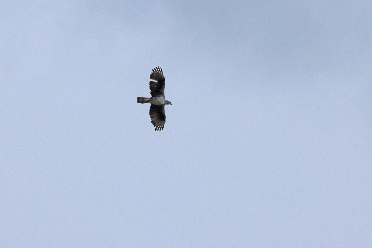 orel jestřábí - ML643602455