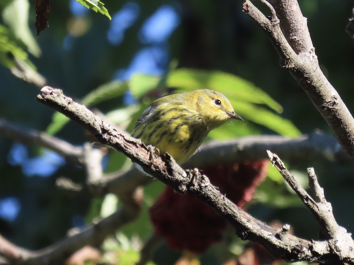 Cape May Warbler - ML643602456
