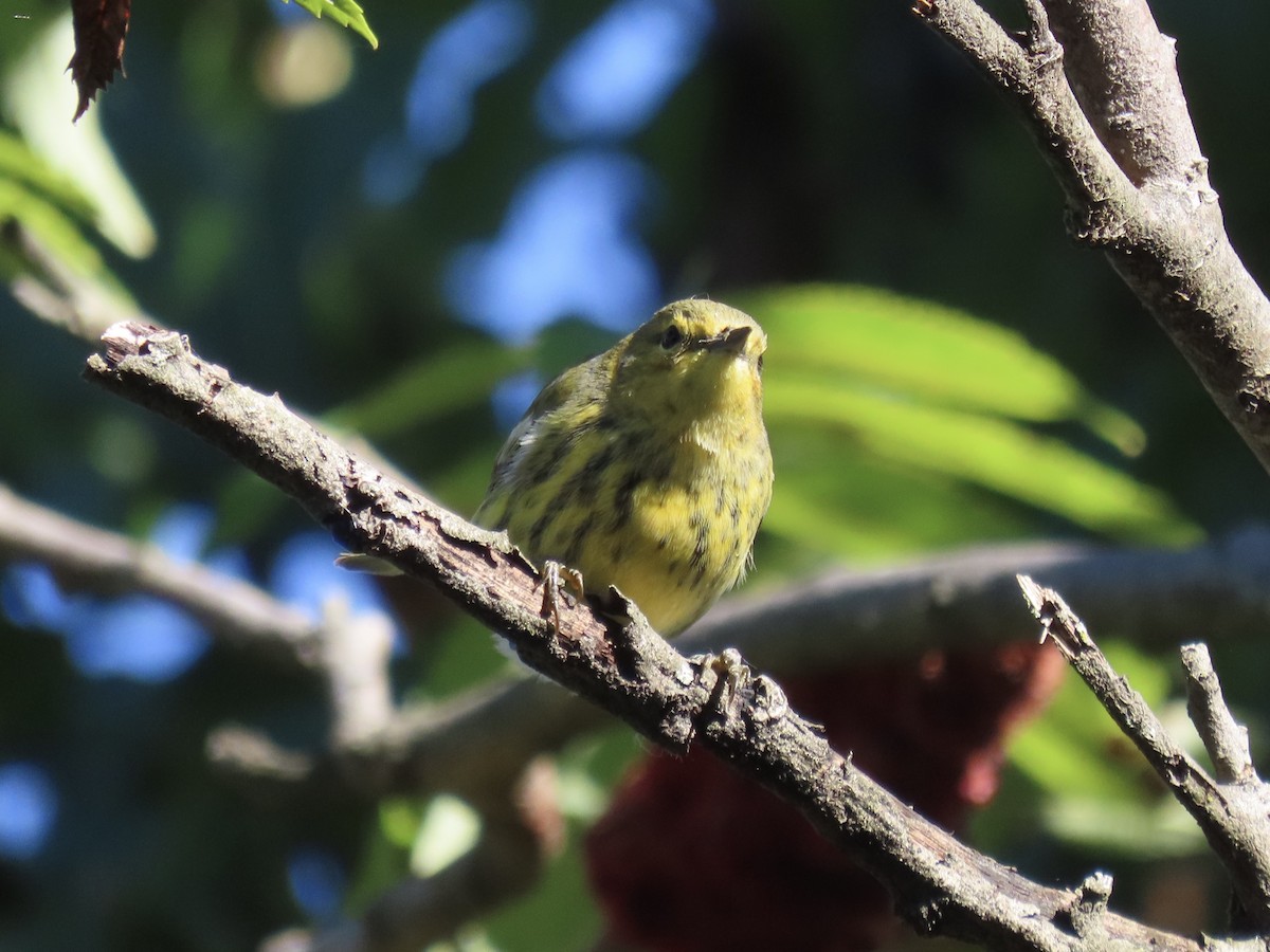 Cape May Warbler - ML643602458