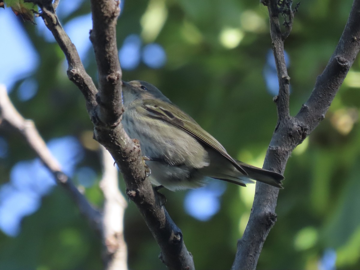 Cape May Warbler - ML643602464