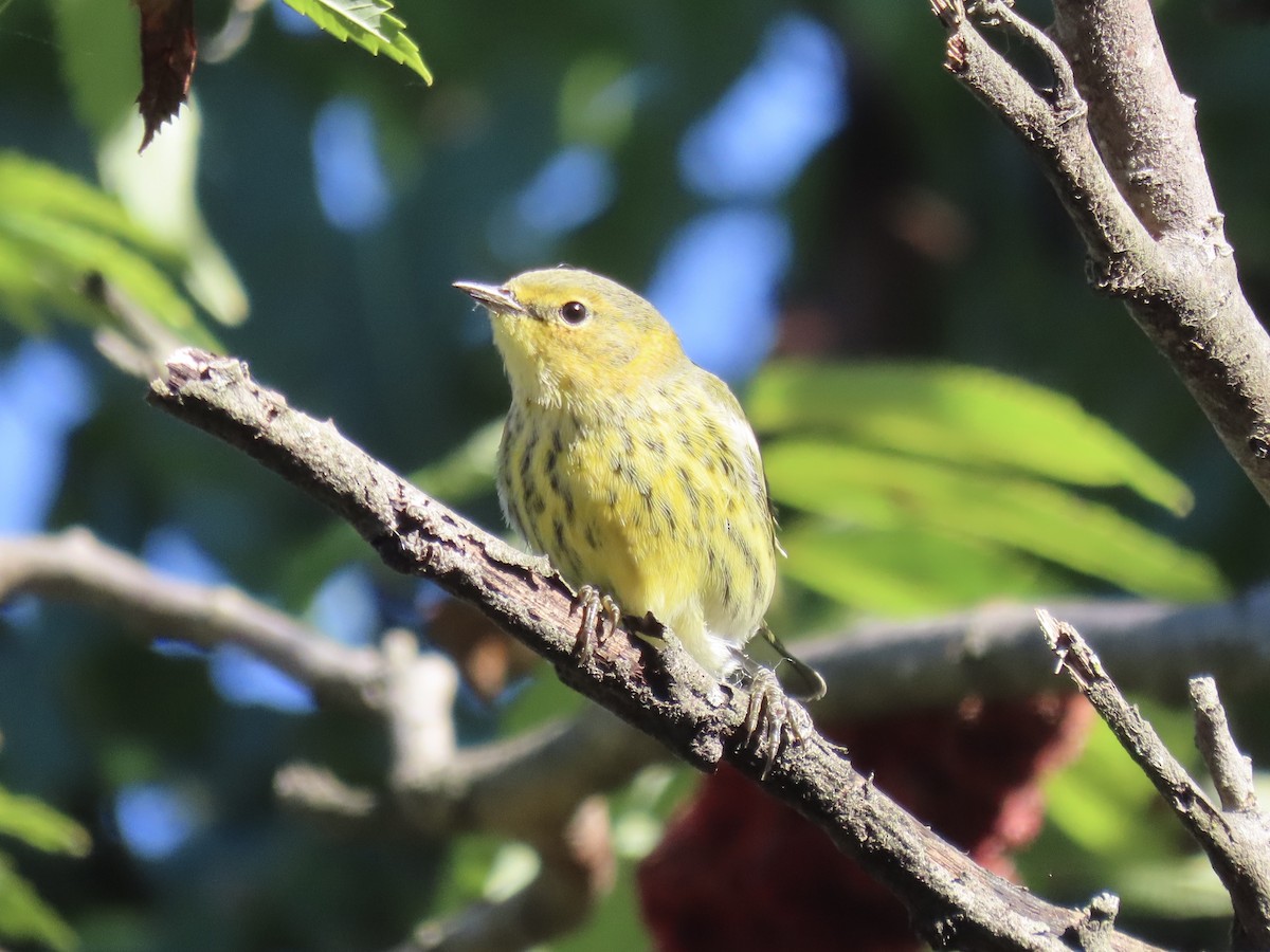 Cape May Warbler - ML643602465