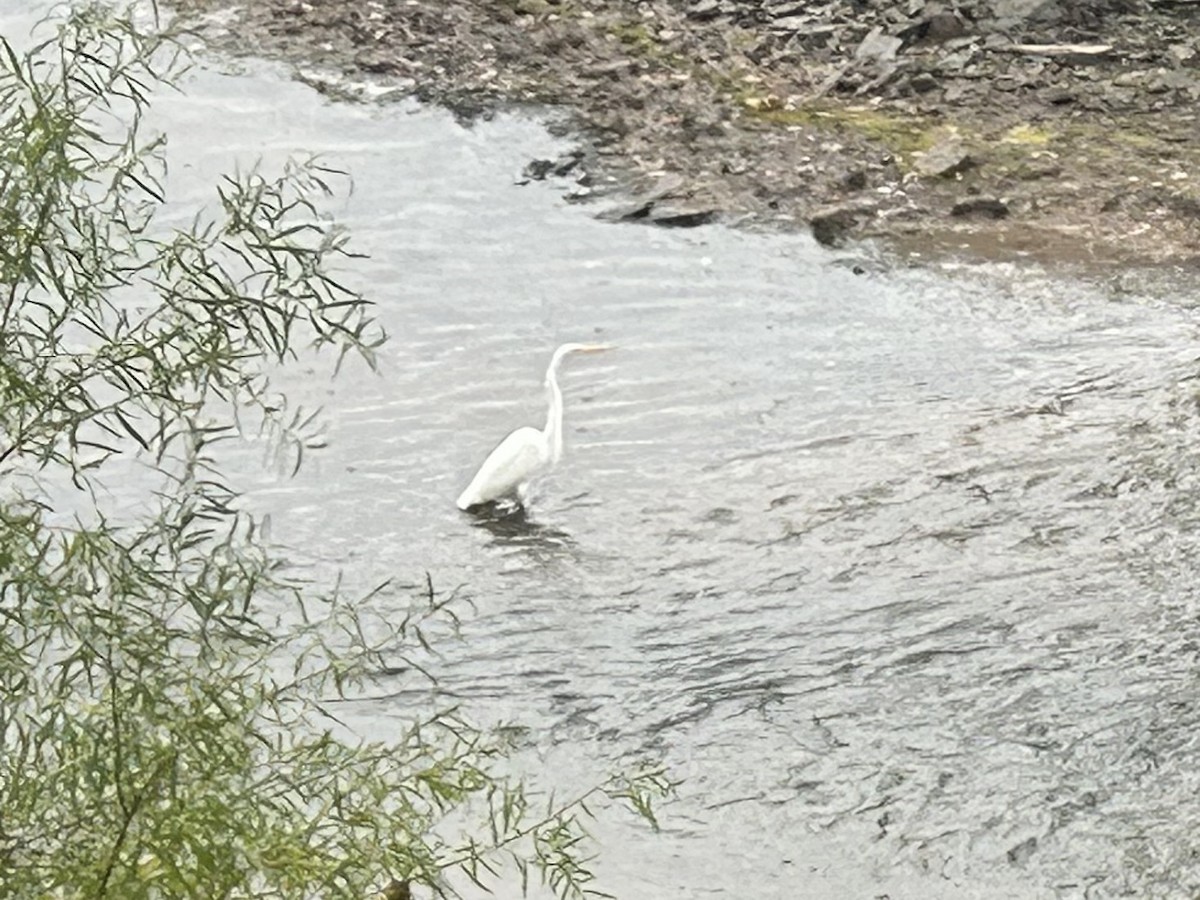 Great Egret - ML643602466