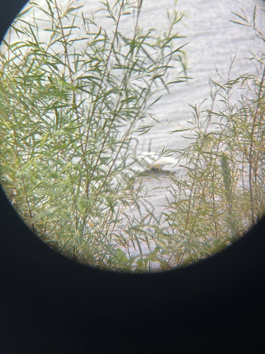 Great Egret - ML643602467