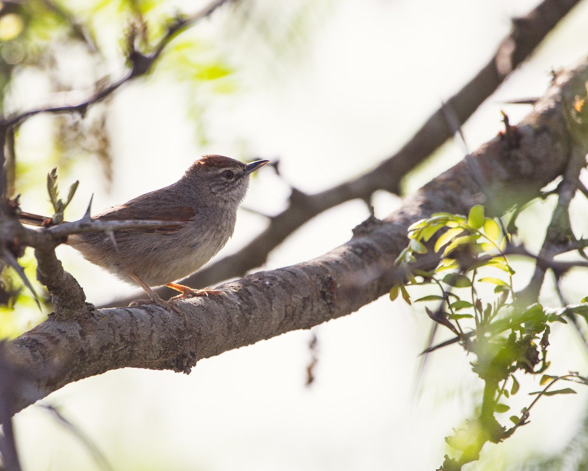 Tufted Tit-Spinetail - ML643602471