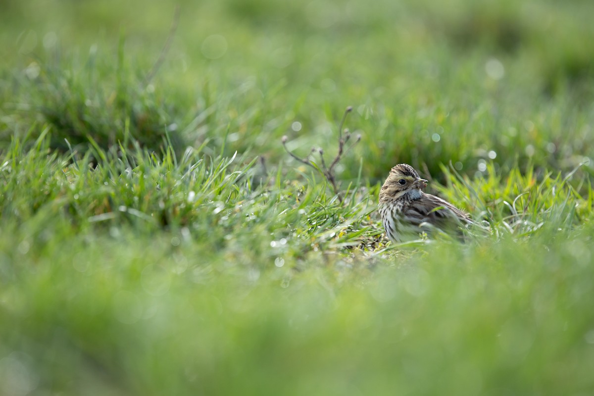 Savannah Sparrow - ML643602481
