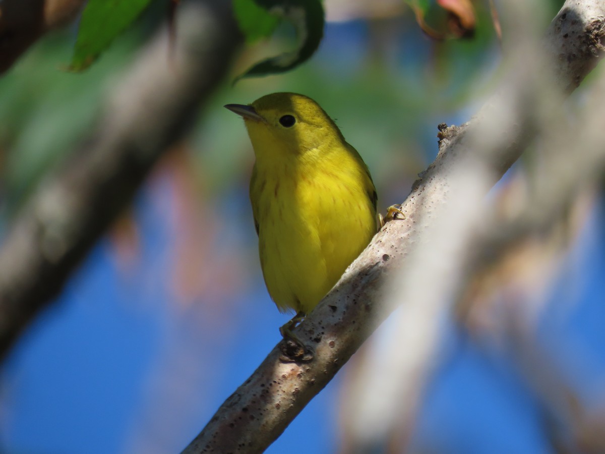Yellow Warbler (Northern) - ML643602482