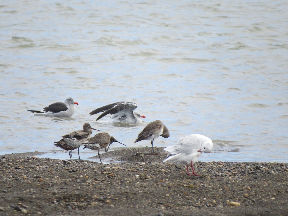 Dolphin Gull - ML643602483